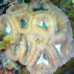 Rough Star Coral, photo 7