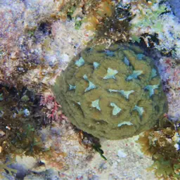 Rough Star Coral, photo 8