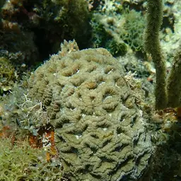 Rough Star Coral, photo 9