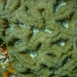 Rough Star Coral, photo 10