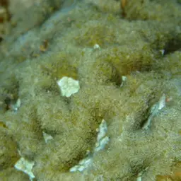 Rough Star Coral, photo 11