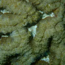 Rough Star Coral, photo 12