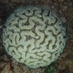 Cactus Coral, photo 2
