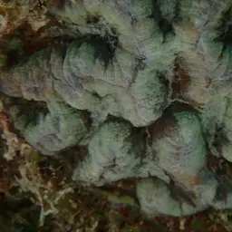 Cactus Coral, photo 3