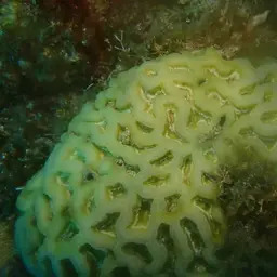 Cactus Coral, photo 4
