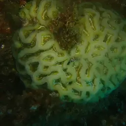 Cactus Coral, photo 5