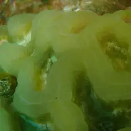 Cactus Coral, photo 6