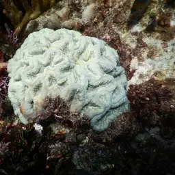 Cactus Coral, photo 7