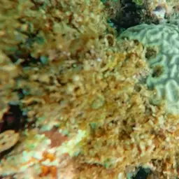 Cactus Coral, photo 8