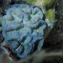 Cactus Coral, photo 9
