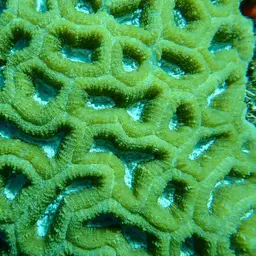 Cactus Coral