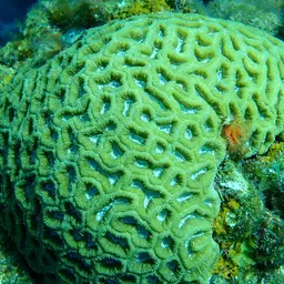 Cactus Coral, photo 10
