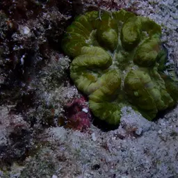 Cactus Coral, photo 11