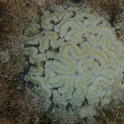 Cactus Coral, photo 12