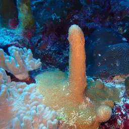 Catch Bowl Coral, photo 2