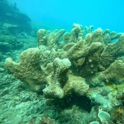 Catch Bowl Coral, photo 3