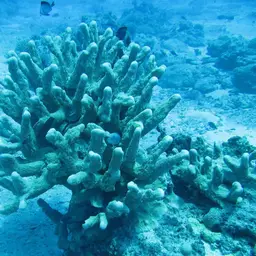 Catch Bowl Coral, photo 4