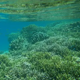 Catch Bowl Coral, photo 5