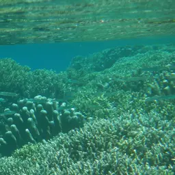 Catch Bowl Coral, photo 6