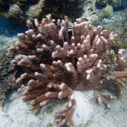 Catch Bowl Coral, photo 7