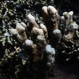 Catch Bowl Coral, photo 8
