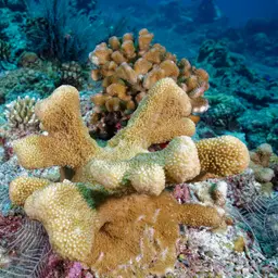 Catch Bowl Coral