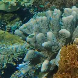 Catch Bowl Coral, photo 9