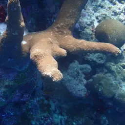 Catch Bowl Coral, photo 10
