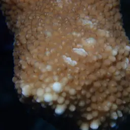 Catch Bowl Coral, photo 11