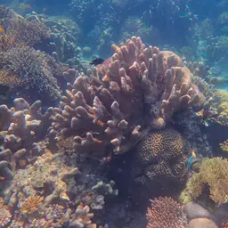 Catch Bowl Coral, photo 12