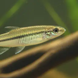 Jamaican Killifish