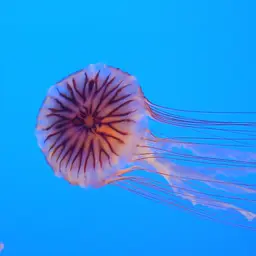 Japanese Sea Nettle, photo 1