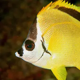 Barberfish