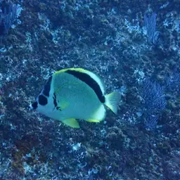 Barberfish, photo 2