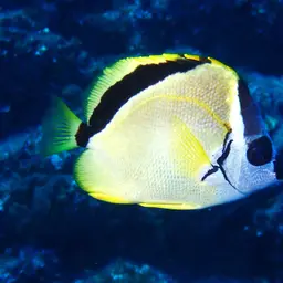 Barberfish, photo 3