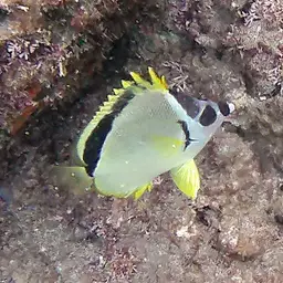 Barberfish, photo 4