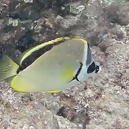 Barberfish, photo 5