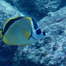 Barberfish, photo 6