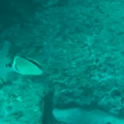 Barberfish, photo 7