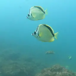 Barberfish, photo 8