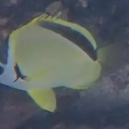 Barberfish, photo 9