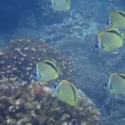 Barberfish, photo 11