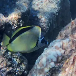 Barberfish, photo 12