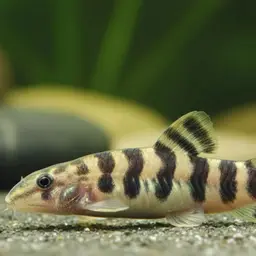Jonklaas's Loach, photo 1