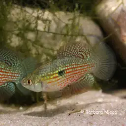 American flagfish