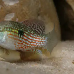 American flagfish, photo 2