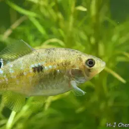 American flagfish, photo 3