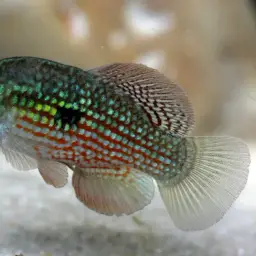 American flagfish, photo 4