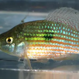 American flagfish, photo 5