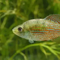 American flagfish, photo 6
